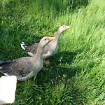 Apartment Naturoase Mühlviertel Sankt Johann am Wimberg