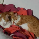 Naturoase Muehlviertel Apartment *