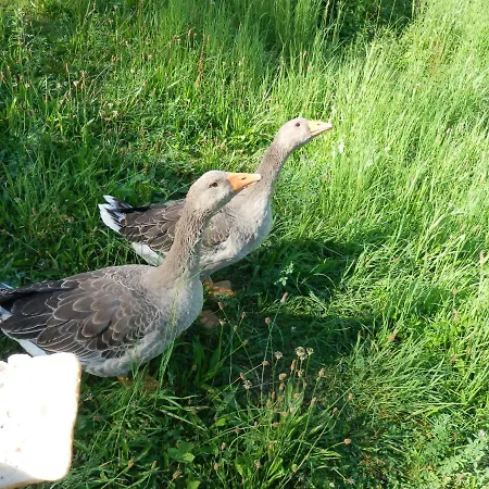 アパート Naturoase Muehlviertel Sankt Johann am Wimberg