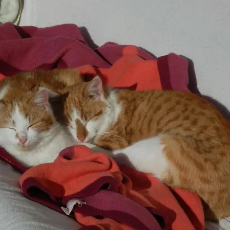 Naturoase Muehlviertel アパート *