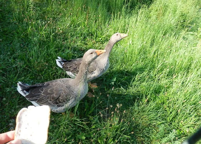 Appartement Naturoase Muehlviertel Sankt Johann am Wimberg