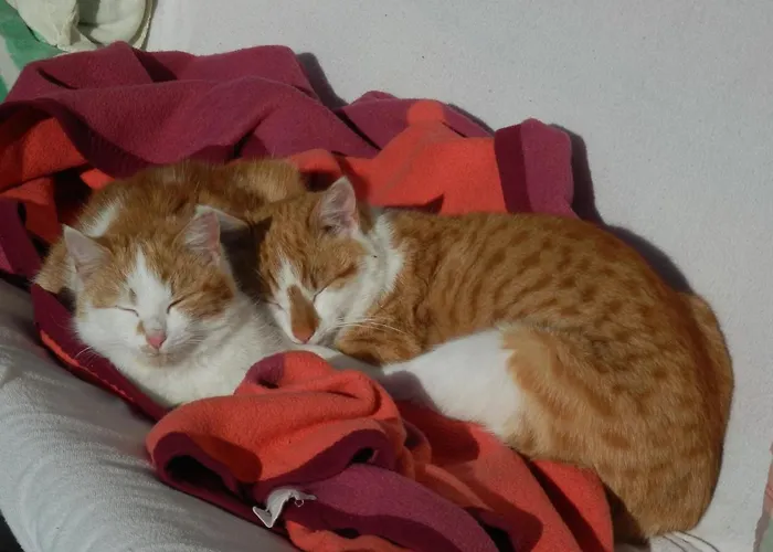 Naturoase Muehlviertel Appartement *